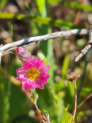 Image of Rhodanthe manglesii by (c) Belinda Forbes, some rights reserved (CC BY)