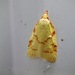Maple-Basswood Leafroller Moth - Photo (c) Joe Walewski, some rights reserved (CC BY-NC), uploaded by Joe Walewski
