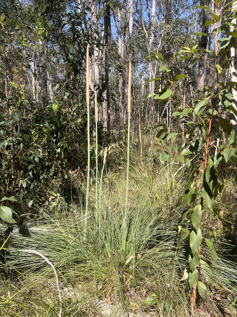 Xanthorrhoea fulva Domin