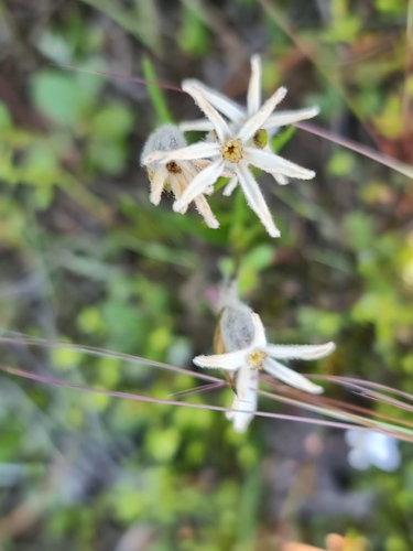 Widespread Tiurndin (Tribonanthes monantha)