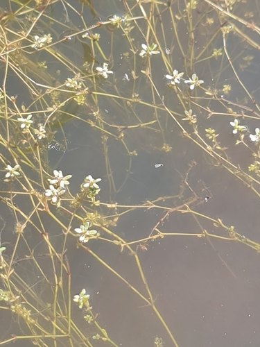 Image of Crassula natans by (c) Belinda Forbes, some rights reserved (CC BY)