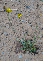 Thelesperma subnudum