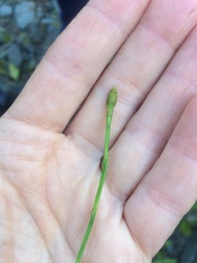 Equisetum bogotense