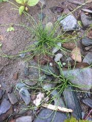 Equisetum bogotense