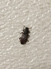 Bothrideridae