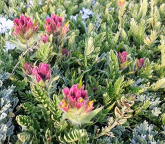 Castilleja pulchella
