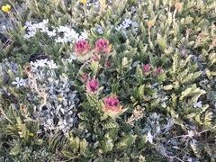 Castilleja pulchella
