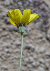 Thelesperma subnudum
