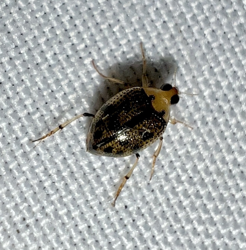 Peltodytes sexmaculatus