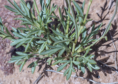 Thelesperma subnudum