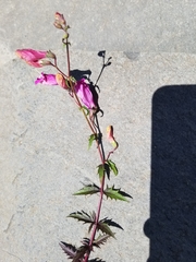 Penstemon richardsonii