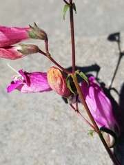 Penstemon richardsonii