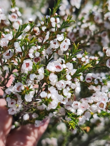 Hook-leaf Thryptomene (Thryptomene australis)