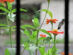 Chlorostilbon assimilis