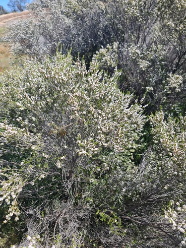 Image of Thryptomene australis by (c) Belinda Forbes, some rights reserved (CC BY)