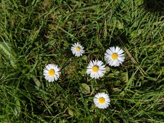 Bellis perennis