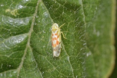 Typhlocyba quercus