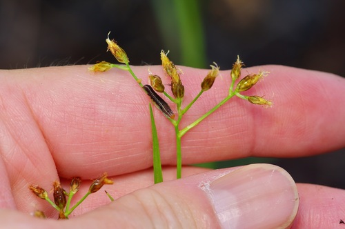 Long-beaked Bald-rush (Rhynchospora scirpoides)