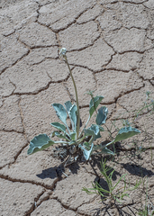 Enceliopsis nudicaulis