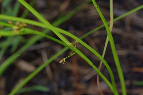 Image of Rhynchospora scirpoides by (c) Michelle W. （鍾偉瑋）, some rights reserved (CC BY)