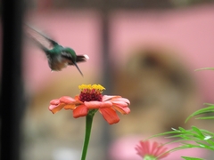 Chlorostilbon assimilis