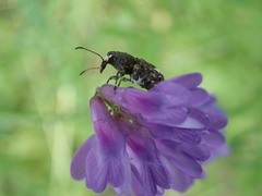 Eurymycter