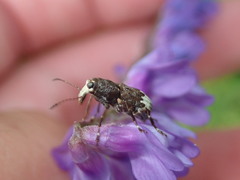 Eurymycter