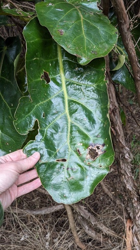 Meryta sinclairii