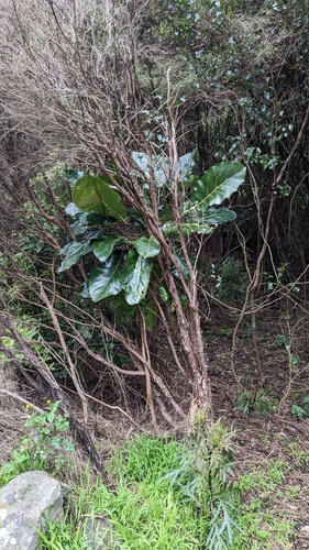 Meryta sinclairii