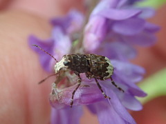Eurymycter