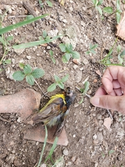 Anthreptes malacensis malacensis