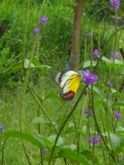 Delias hyparete luzonensis