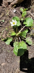 Caltha chionophila