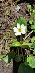 Caltha chionophila