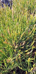 Allocasuarina muelleriana