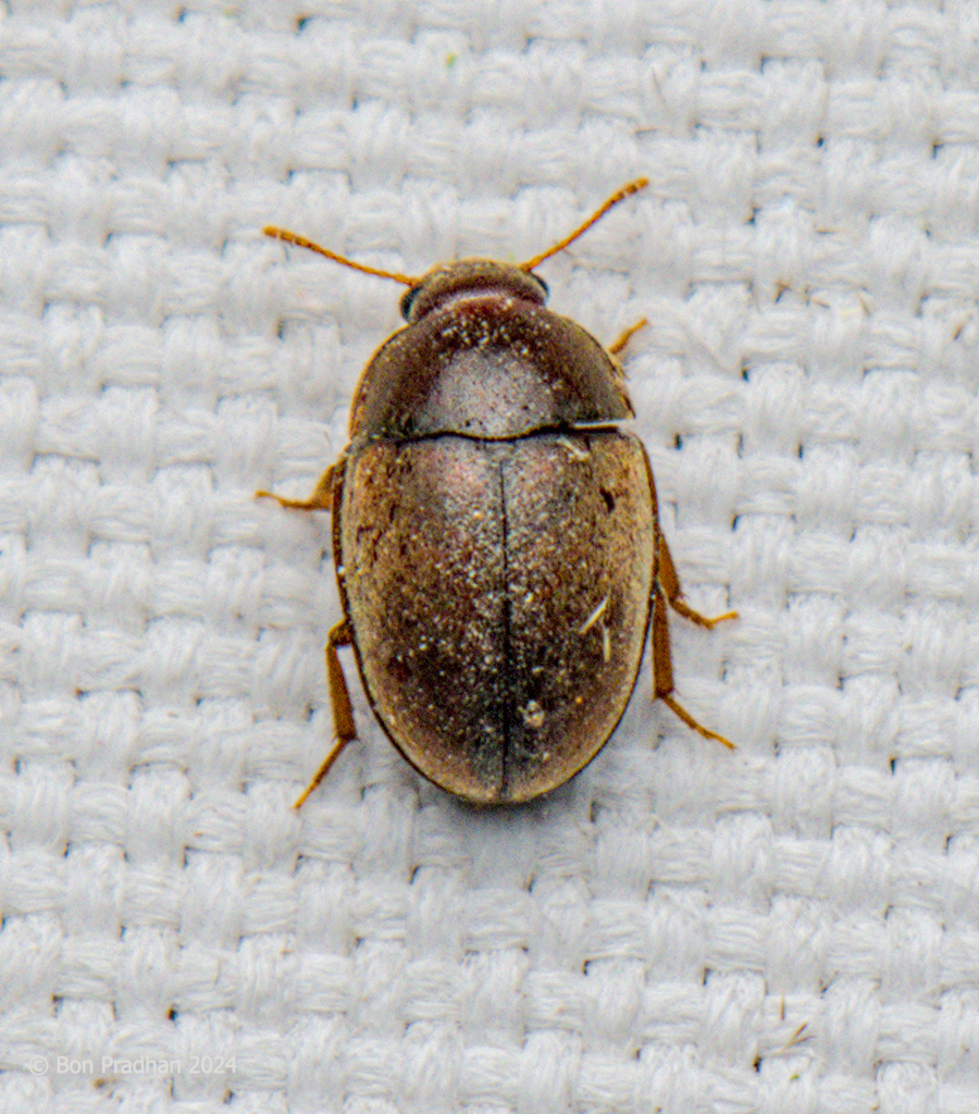 Sivacrypticus