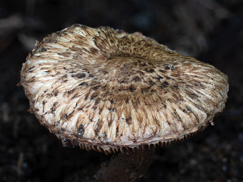 Inocybe (Photo 11 of 12)