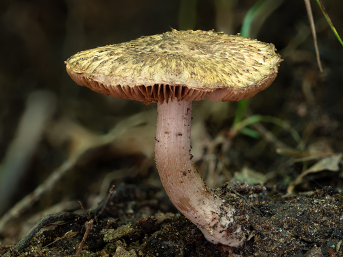 Inocybe (Photo 12 of 12)