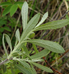 Salix humilis tristis