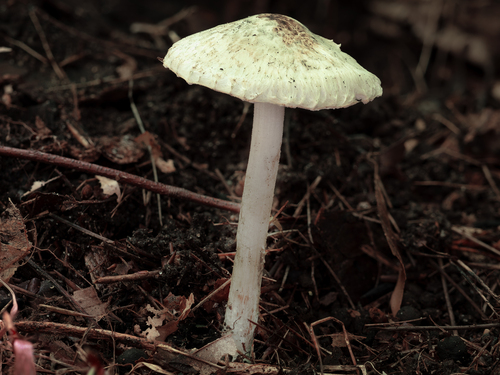 Inocybe (Photo 9 of 12)