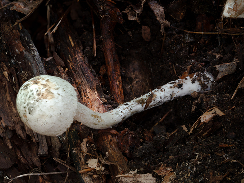 Inocybe (Photo 7 of 12)
