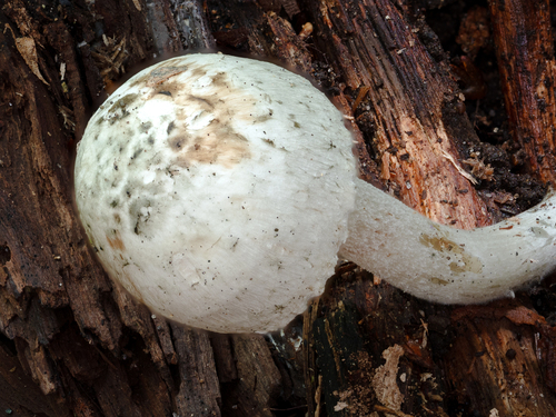 Inocybe (Photo 8 of 12)