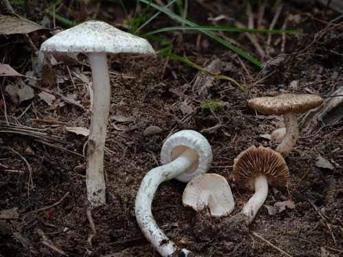 Inocybe (Photo 2 of 12)