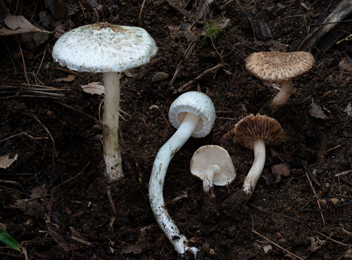 Inocybe