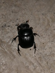 Dichotomius carolinus