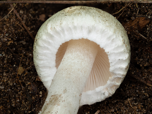 Inocybe (Photo 4 of 12)