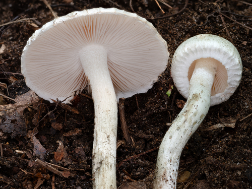 Inocybe (Photo 5 of 12)