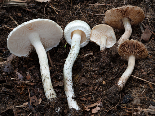 Inocybe (Photo 6 of 12)