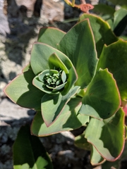 Hylotelephium telephioides