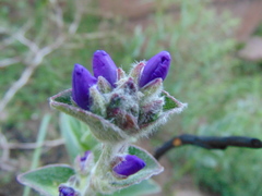Tradescantia sillamontana
